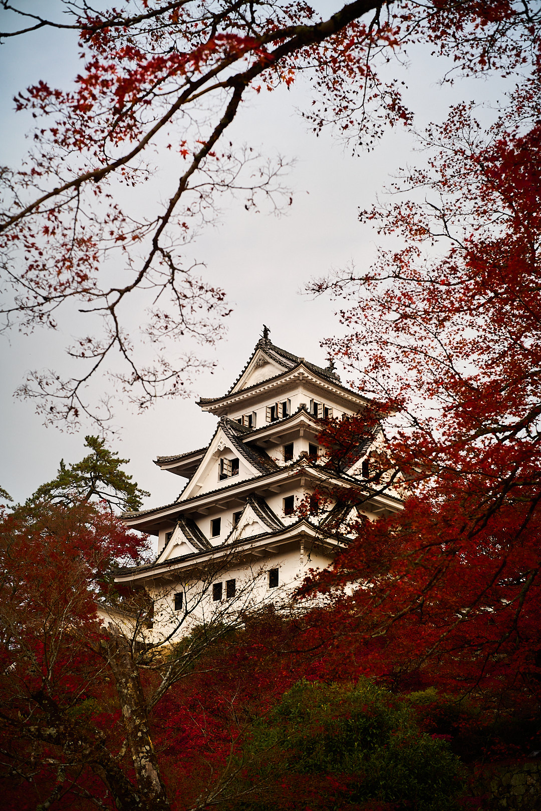 Gujo, Japan, 2025